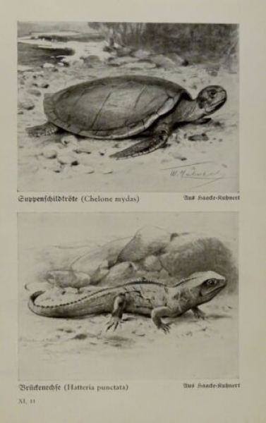 1926 - Suppenschildkröte, Brückenechse / Bindenwaran, Flugdrache - alter Druck
